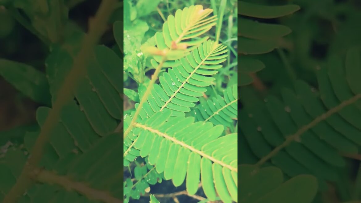 #plants #garden #tips #farming #youtubeshorts