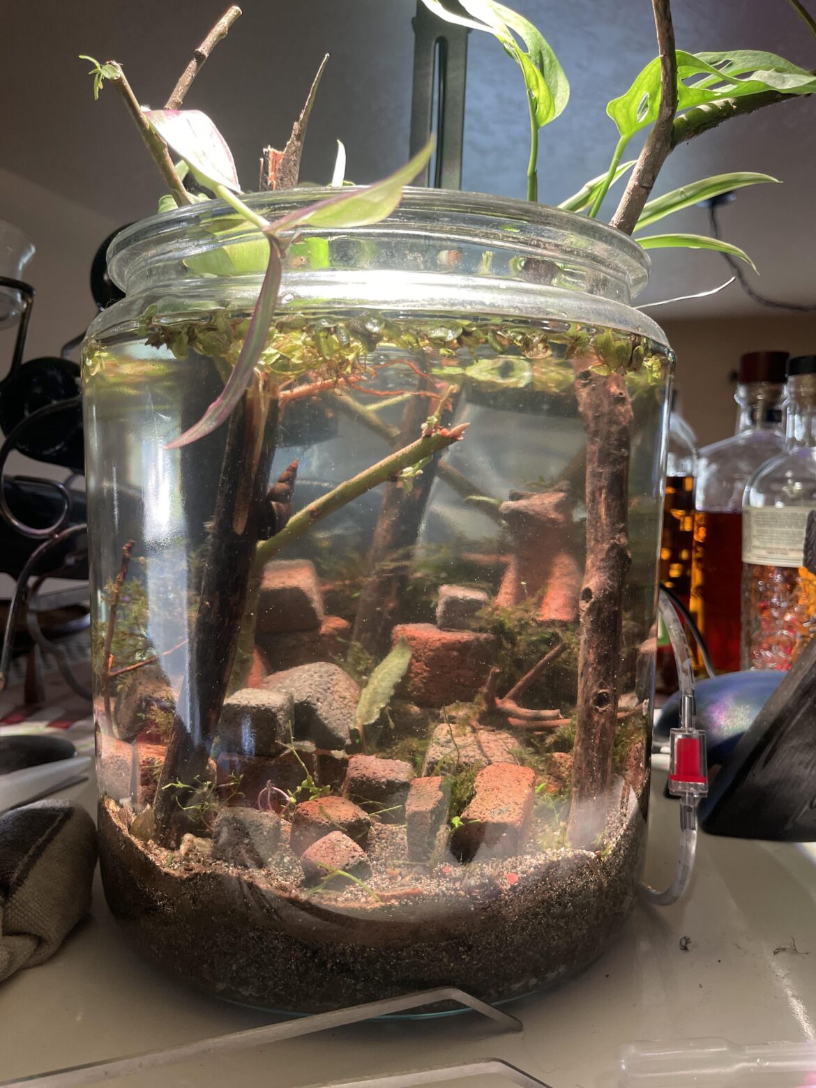 New aquascape idea :3