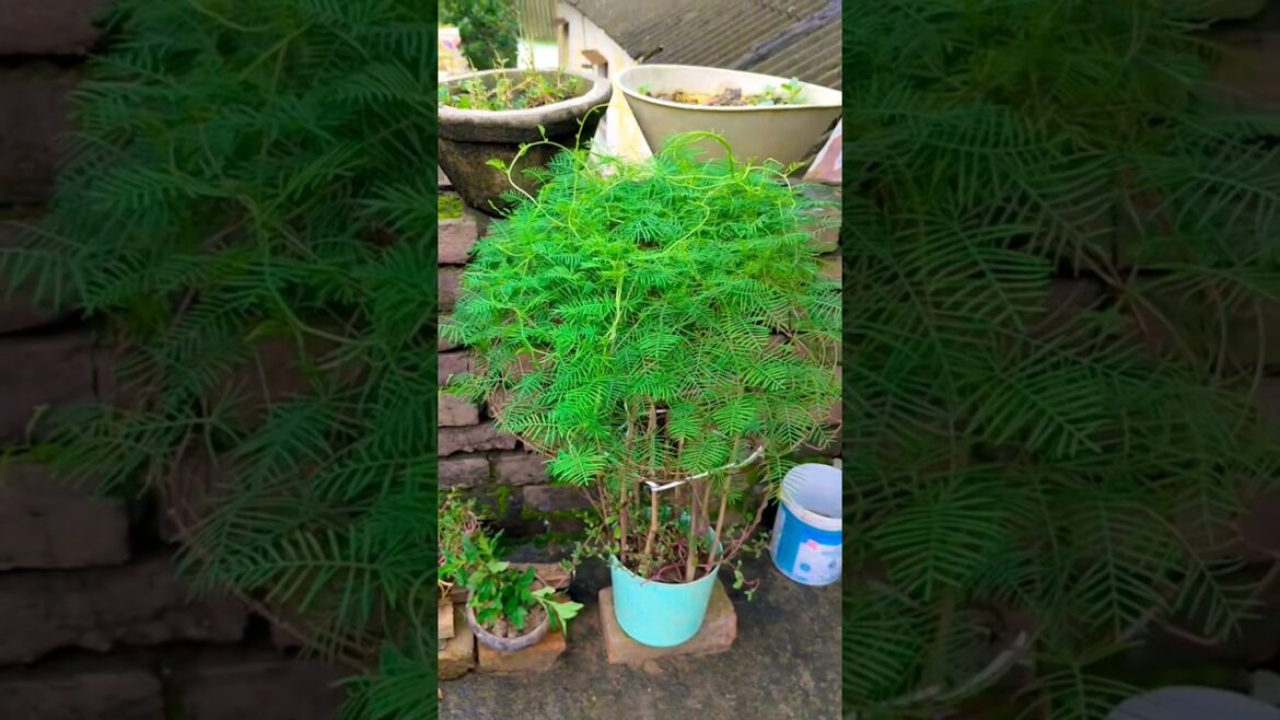 কষ্টের ফল আমি পেয়েছি🌿!?😱😭#youtubeshorts #garden#shorts#chadbagan#aiagents#yt#views