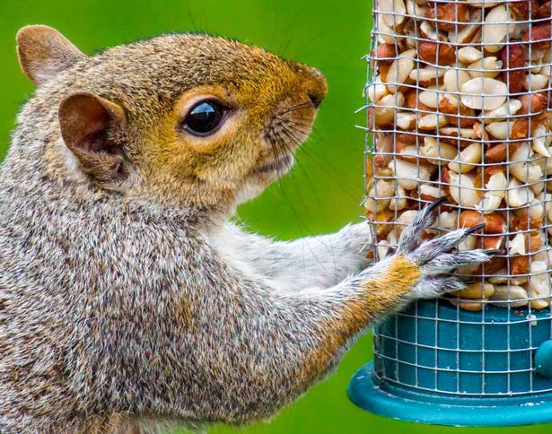 Nutty Squirrel on bird feeder eating