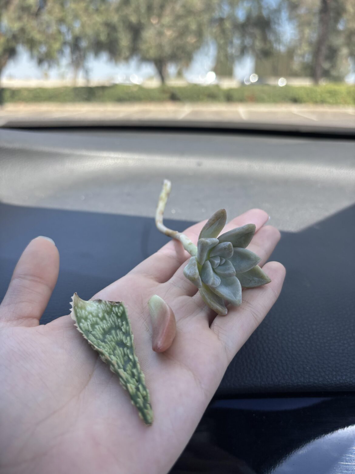can prop these ?