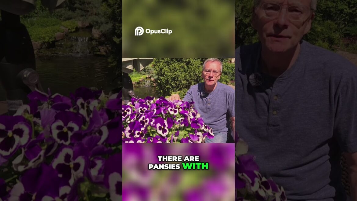 Pansies The Low Maintenance Flowers With Surprisingly Complex Colors! Pansies The Low Maintenance Flowers With Surprisingly Complex Colors!