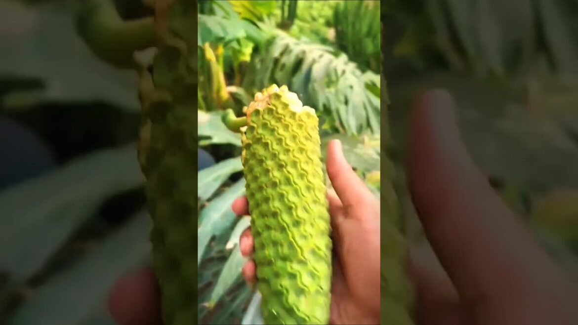The Rare Monstera Deliciosa You Can Actually Eat 🥭🍌 The Rare Monstera Deliciosa You Can Actually Eat 🥭🍌