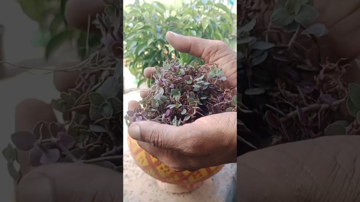 grow turtle vine by cutting #turtle #vine #grow #gardeningtips #video grow turtle vine by cutting #turtle #vine #grow #gardeningtips #video