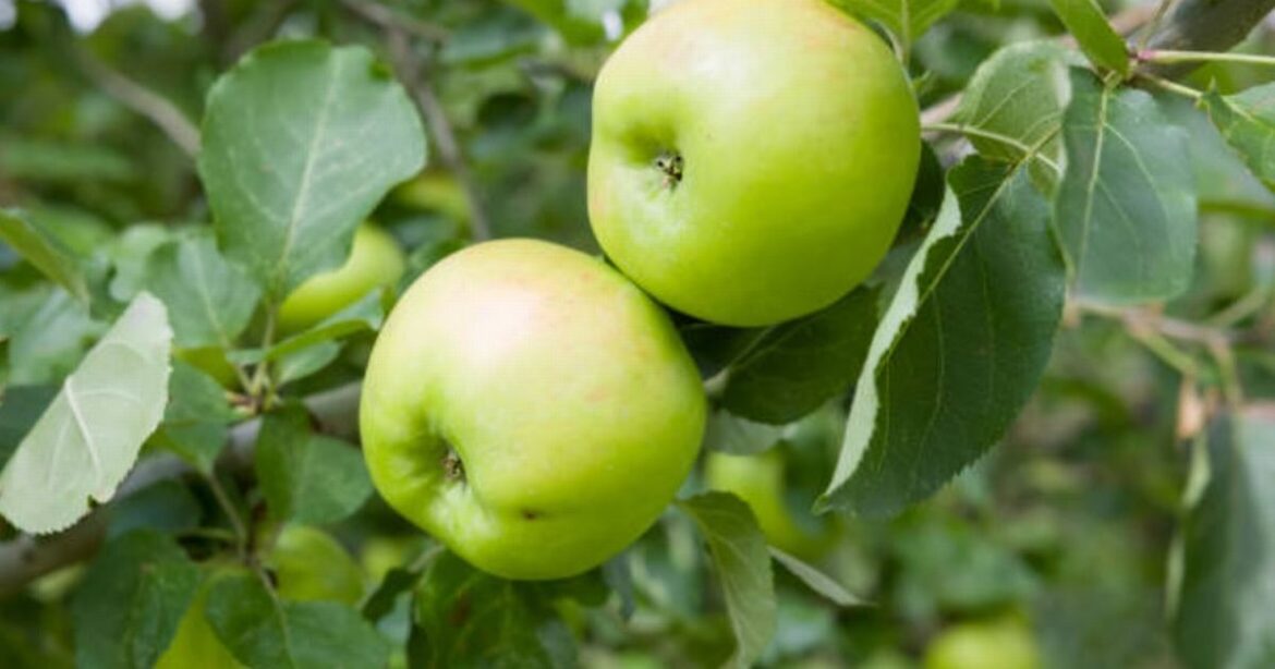 UK households with apple trees in garden could attract ‘epidemic’ sweeping England Ipso logo
