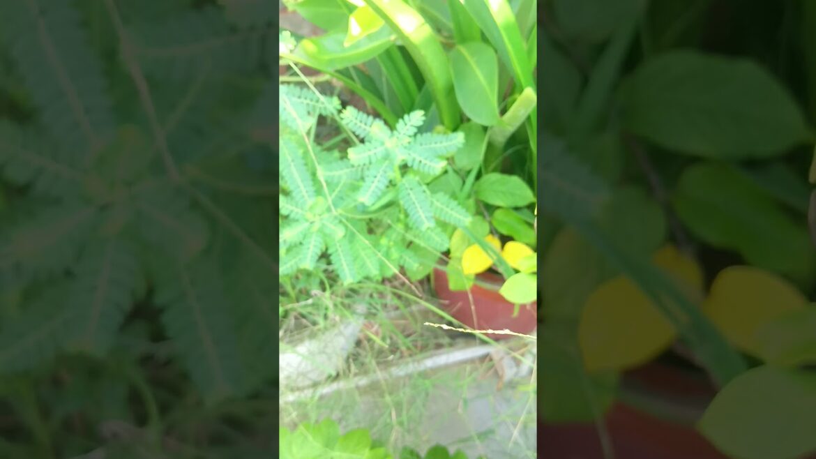 Bhumi amla || #plants #garden #tips #viral #gardening #hibiscus #gardenplants #garden #food #facts . Bhumi amla || #plants #garden #tips #viral #gardening #hibiscus #gardenplants #garden #food #facts .