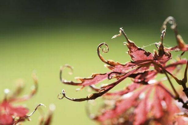 Brittle, curling Japanese maple leaves
