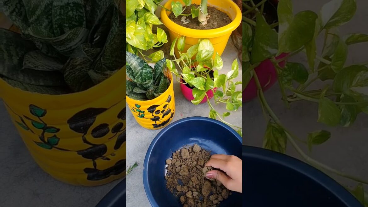 How to grow portulaca from cutting || 9'o clock #shorts #garden