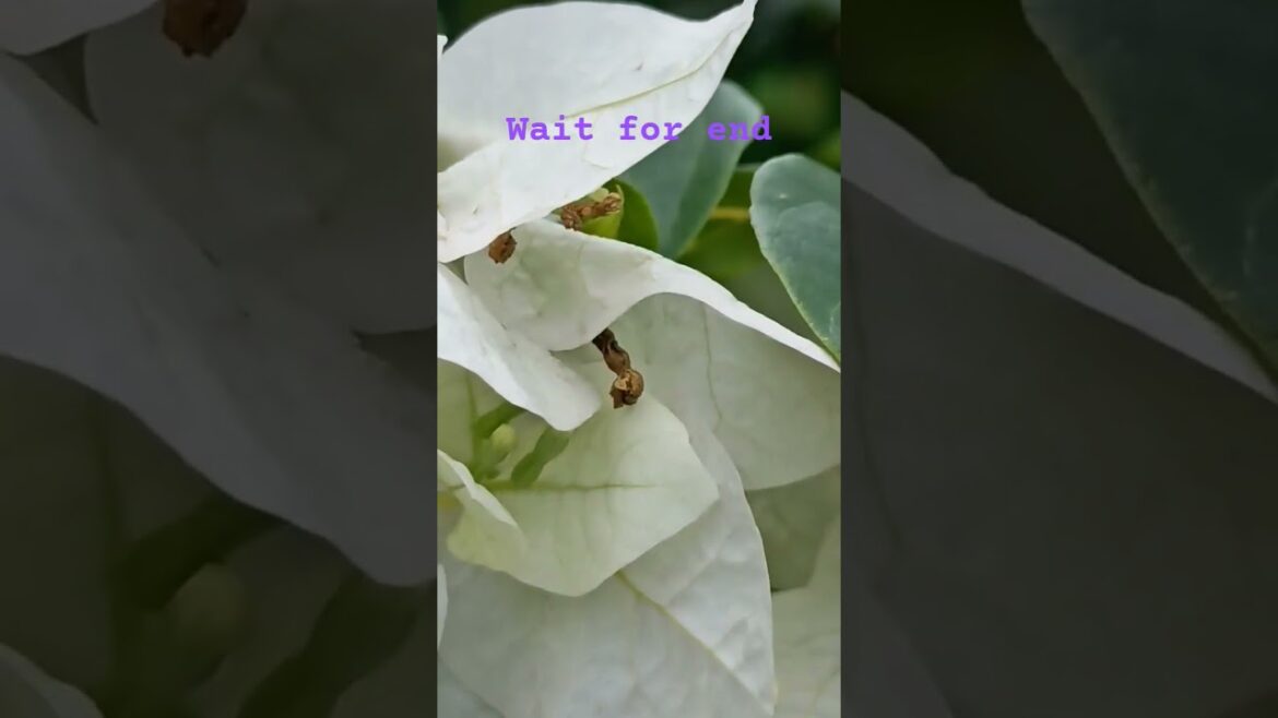 The Secret Life of Flowers #morningflowers The Secret Life of Flowers #morningflowers