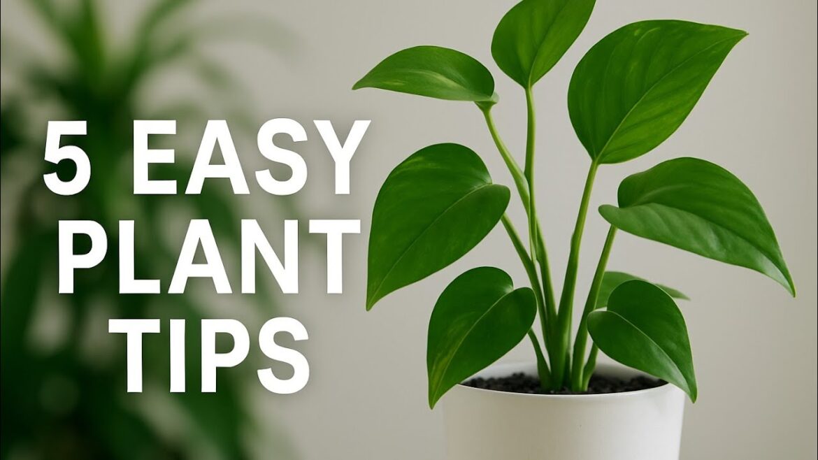 "5 Basic Plant Care Tips Every Gardener Should Know | Indoor & Outdoor Plant Guide"