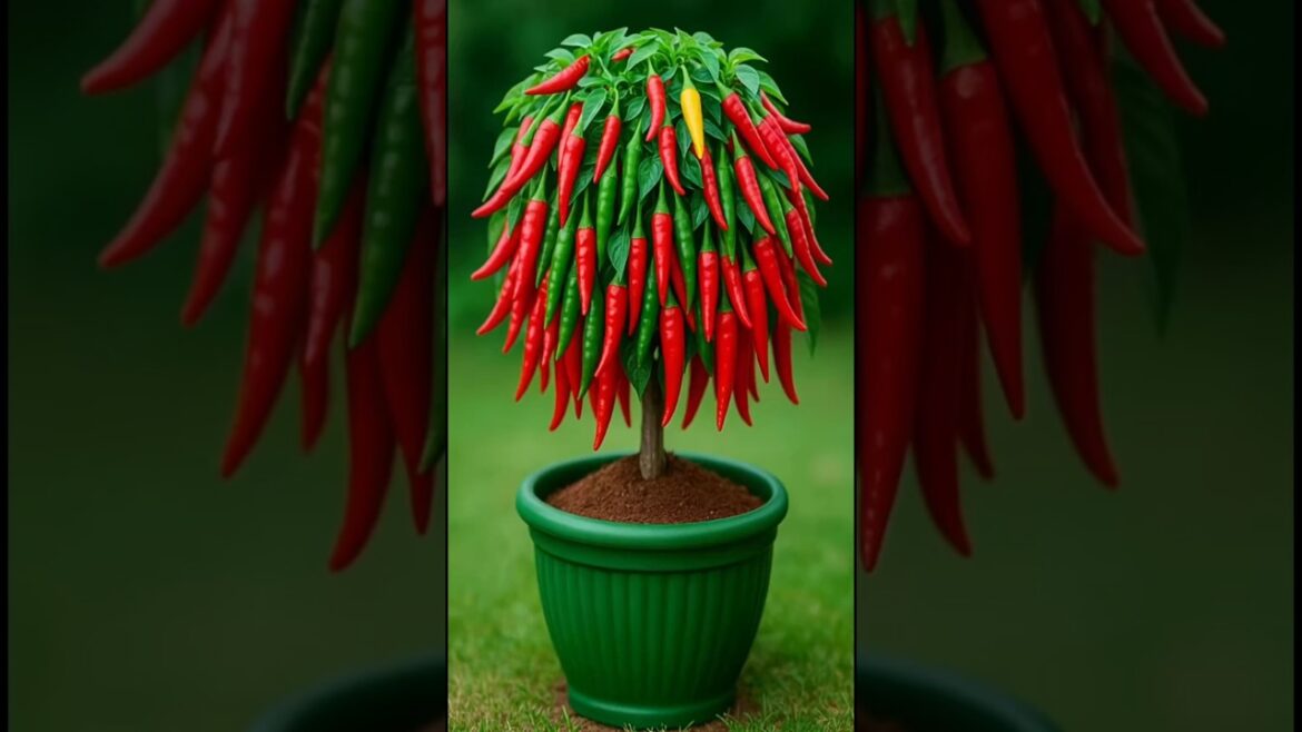 How to Grow Chili at Home | Easy Red Chili Planting Guide How to Grow Chili at Home | Easy Red Chili Planting Guide