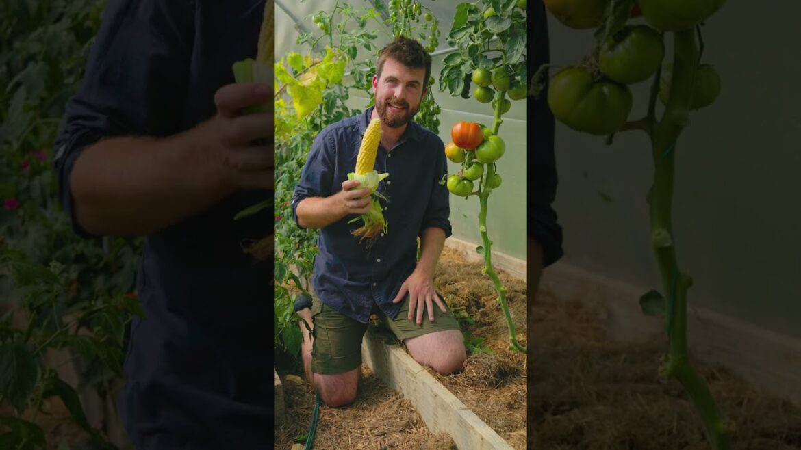 Please Don't Grow Tomatoes