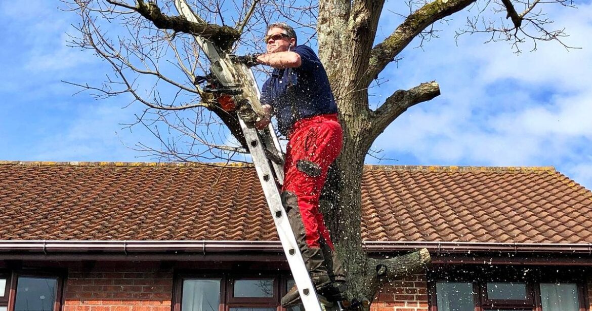 Can I cut neighbour’s tree to stop it blocking my light? 4 experts all agree on the answer Ipso logo