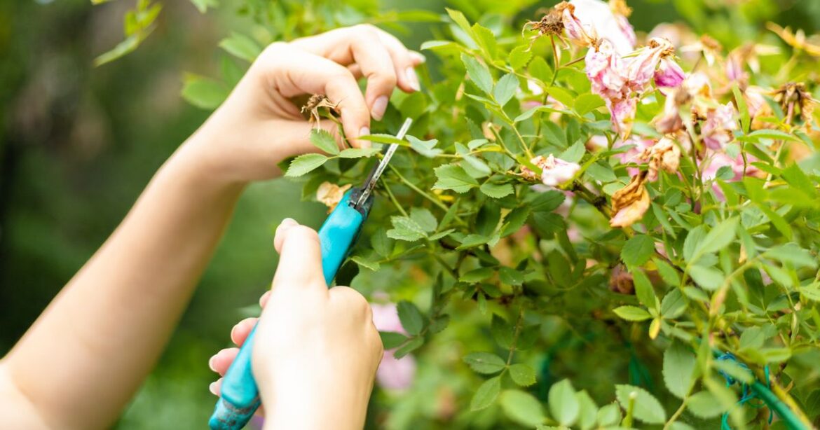 Scots gardeners urged to prune these four plants for ‘healthy growth’ this month Ipso logo