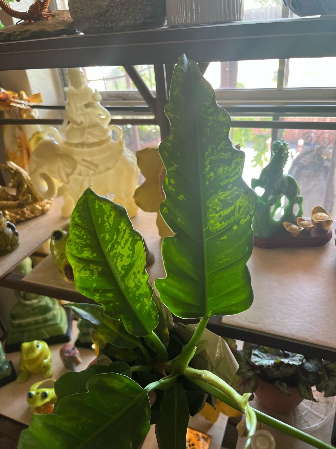 What causes this on leaves?