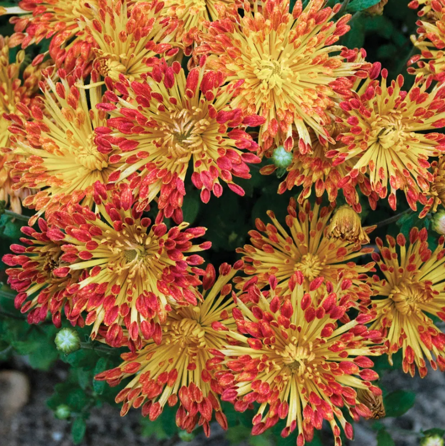 Chrysanthemum, Matchsticks