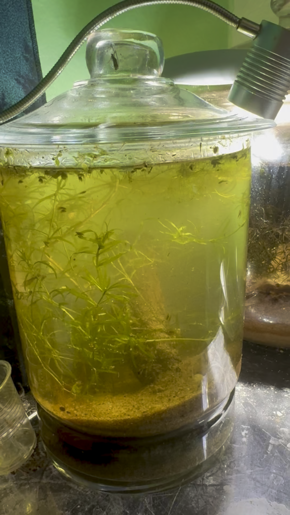 Something must’ve off set the scuds. They are all pairing up and start having scex! lol