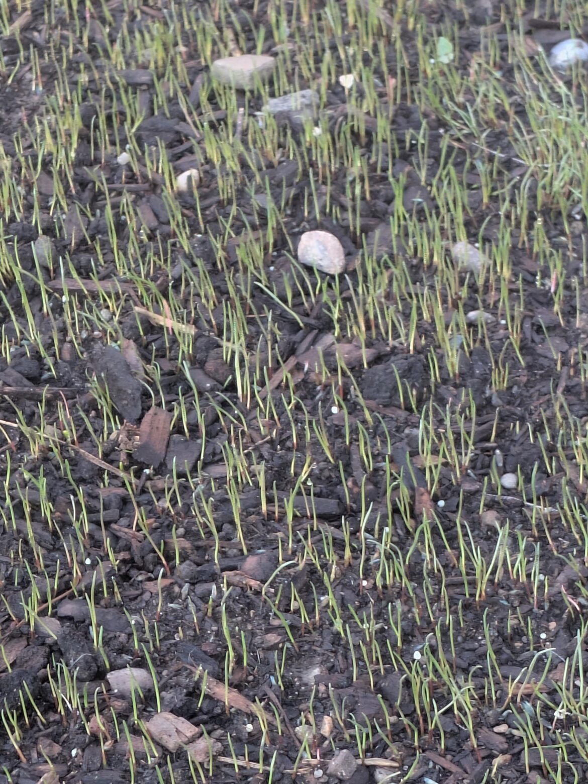 Renovations started to germinate and in 5 days, I have to go out of town for two weeks for an emergency. I'm screwed aren't I?