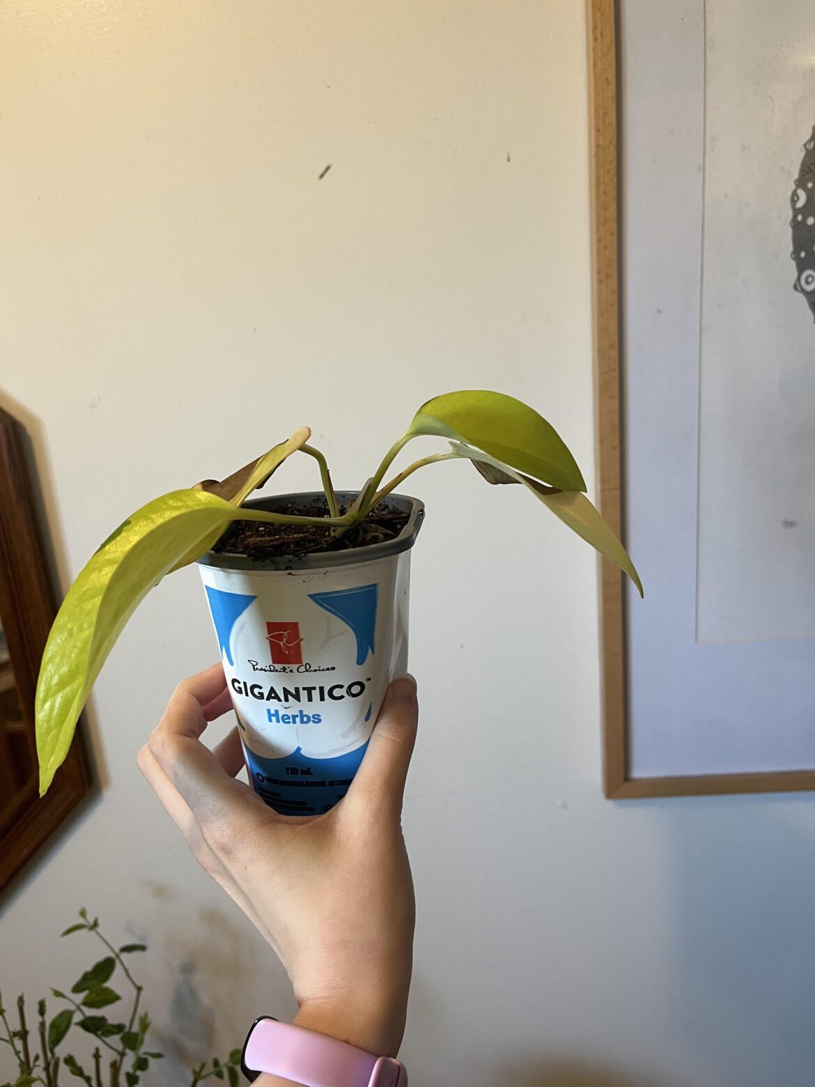 My neon pothos is in a perpetual state of growing a new leaf while 1-2 leaves die