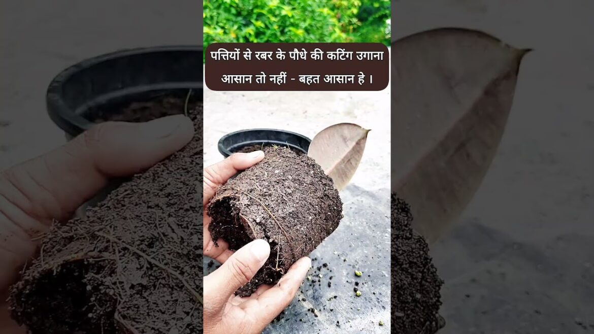 Tips For Rubber Plant Grow | How To Grow Rubber Plant #shorts  #gardening #shortsvideo