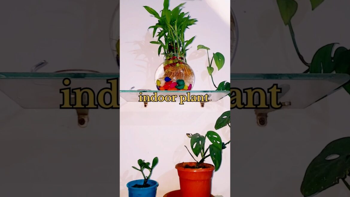 The Science of Indoor Plants & Vastu Principles The Science of Indoor Plants & Vastu Principles