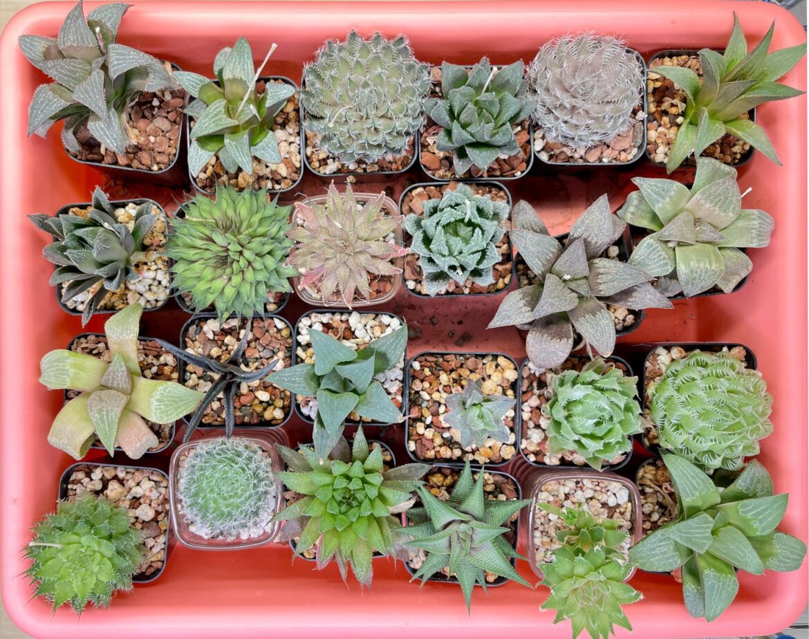 a tray of small things a tray of small things