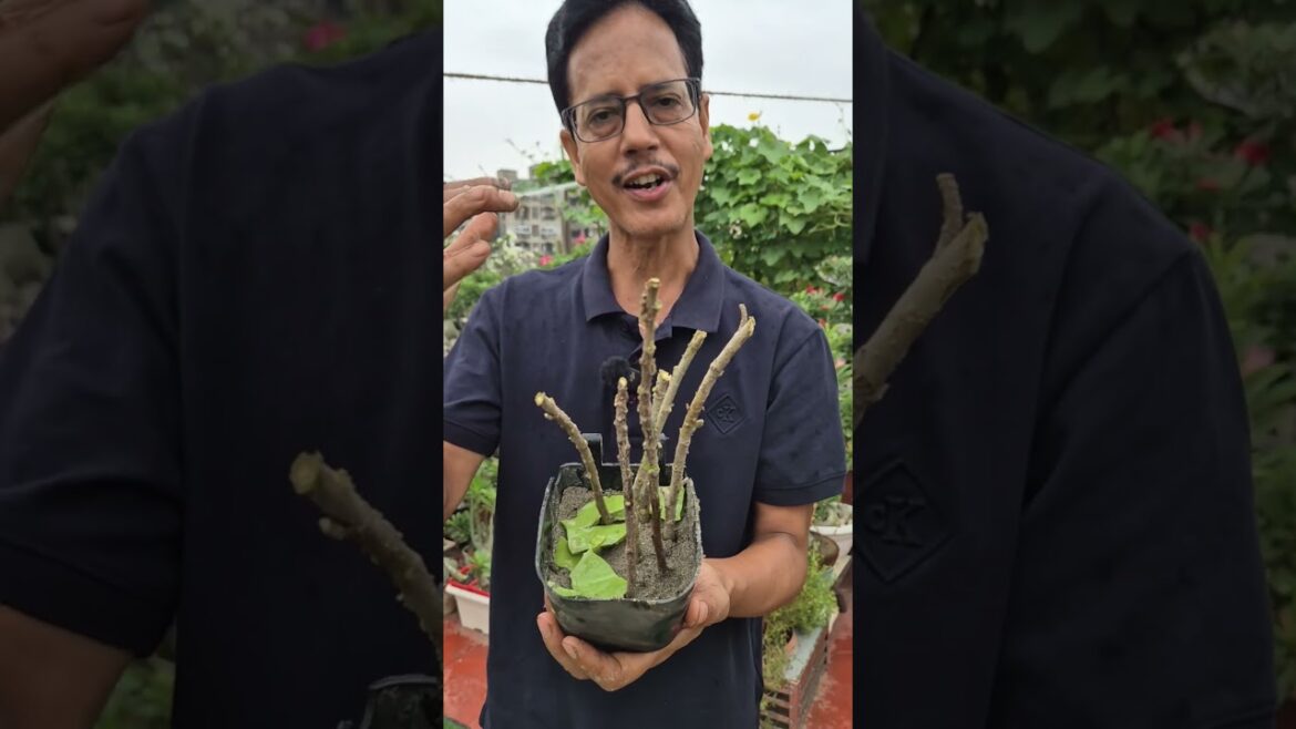 Multiply your Hibiscus, grow from cutting 🌺 #hibiscus #shorts #viral