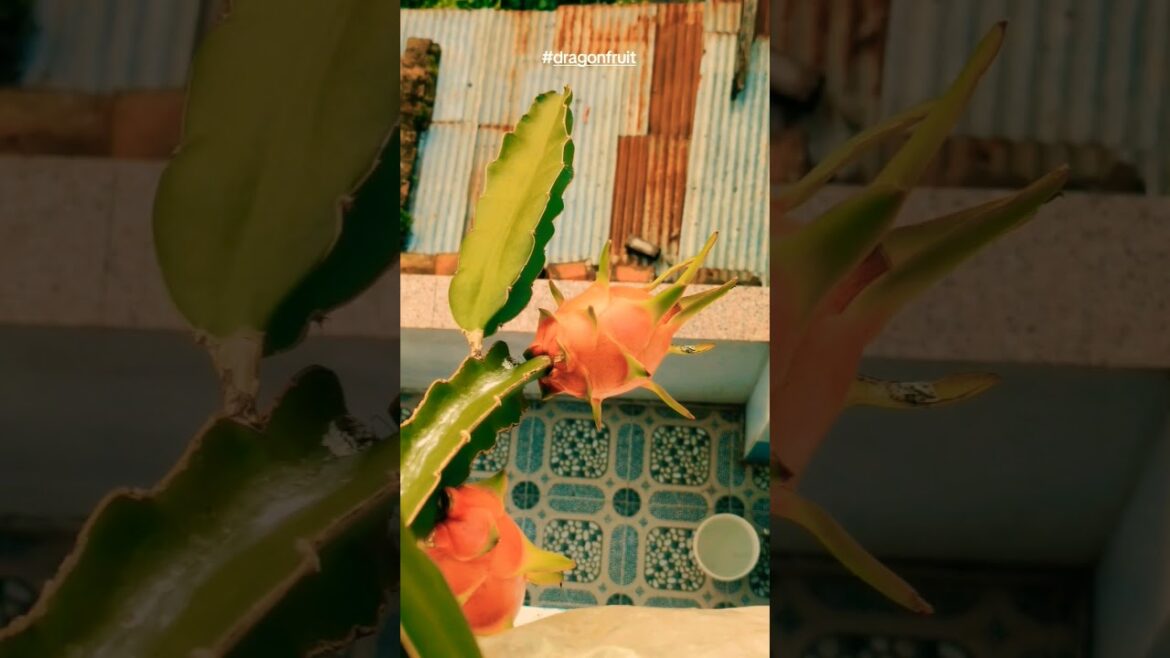 Dragon fruit (also called pitaya or pitahaya) is a tropical fruit that comes from a type of cactus ? Dragon fruit (also called pitaya or pitahaya) is a tropical fruit that comes from a type of cactus ?