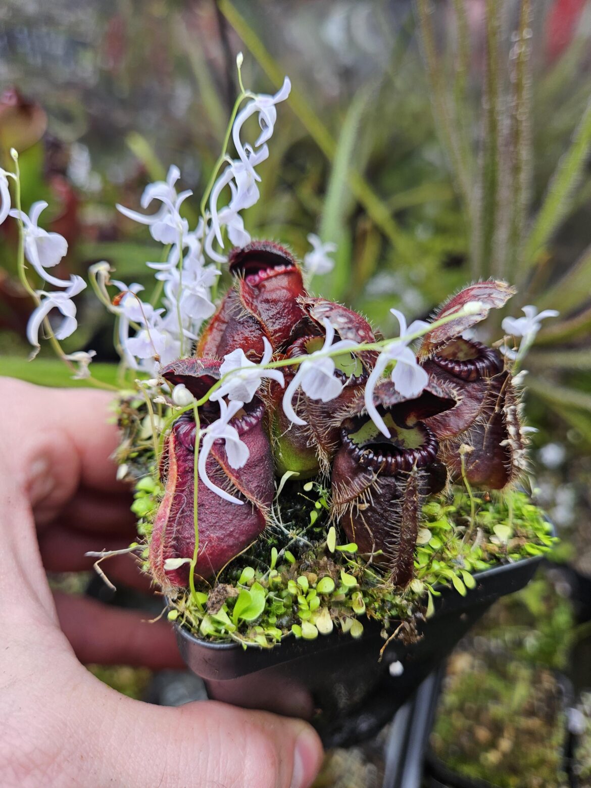 Cephalotus typical