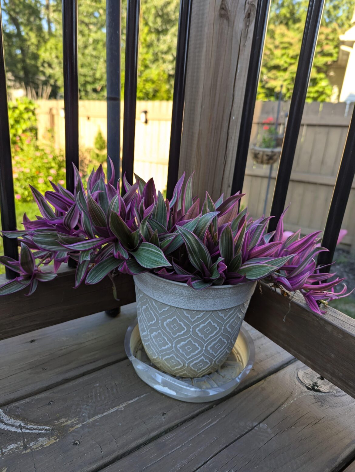 It was not thriving indoors and moved outdoors. Those colors are magical!