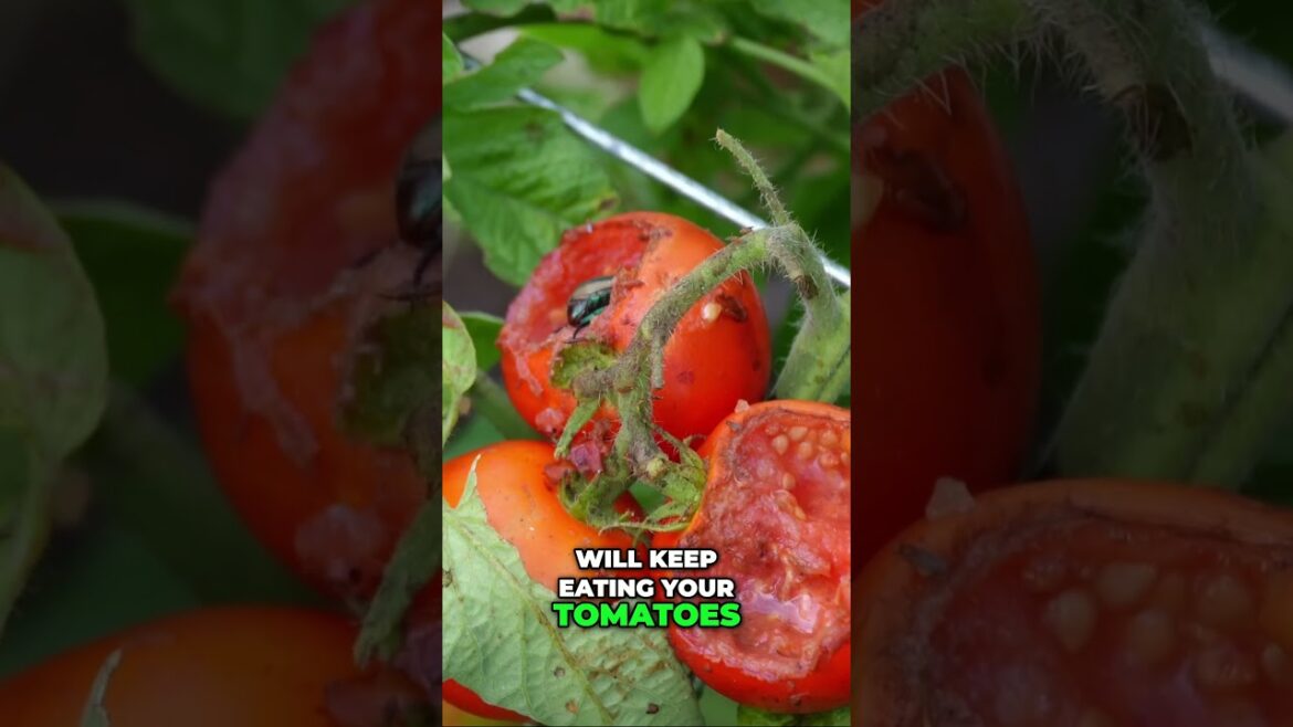 Protect Tomatoes 🍅 Stop Japanese Beetles & Save Your Harvest!