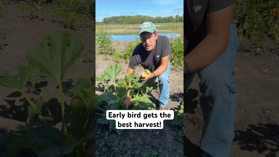 This is the BEST Tome of Day to Harvest! #garden #gardeningtips #gardening #shorts