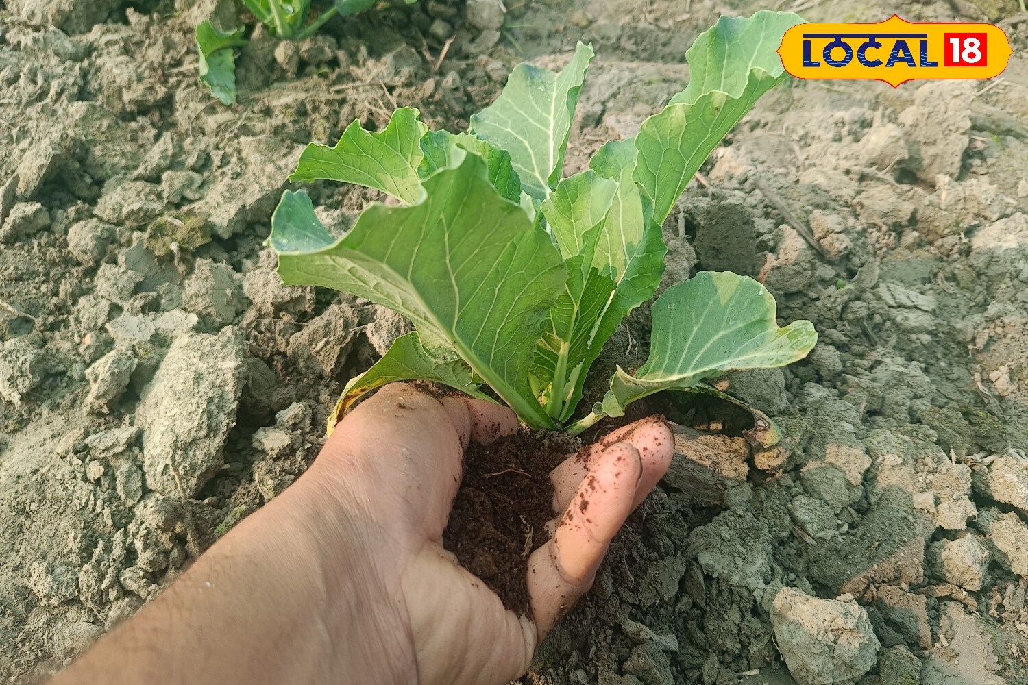 Fungal and pest infestations also rise in monsoon. A simple spray made from neem oil and water helps keep plants safe from both. Regularly remove infected leaves and maintain cleanliness around the plants. This not only prevents the spread of disease but also keeps the garden environment healthy. (News18 Hindi)