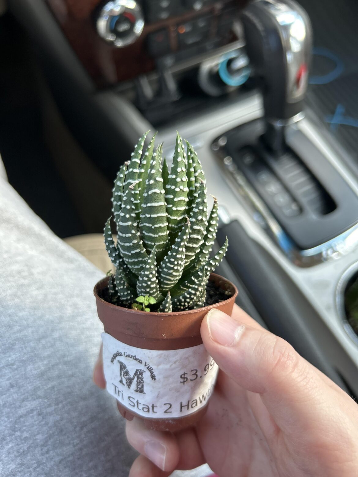 Which haworthia is this? Which haworthia is this?