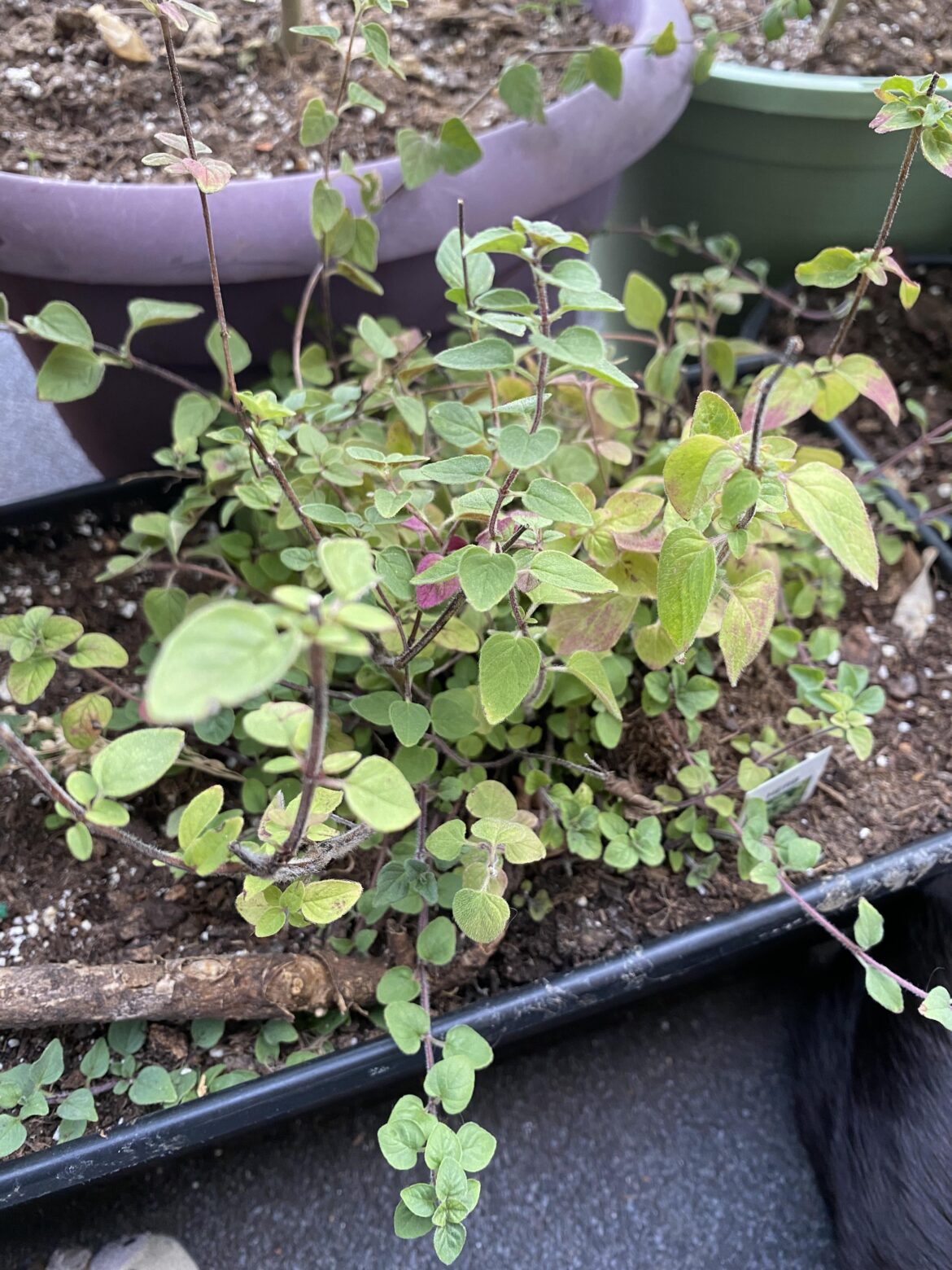 my greek (tragedy) oregano