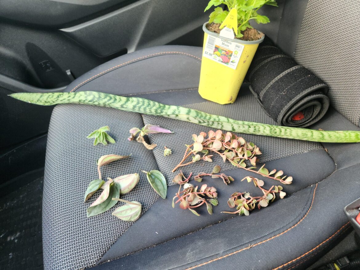 Home Depot haul! Home Depot haul!
