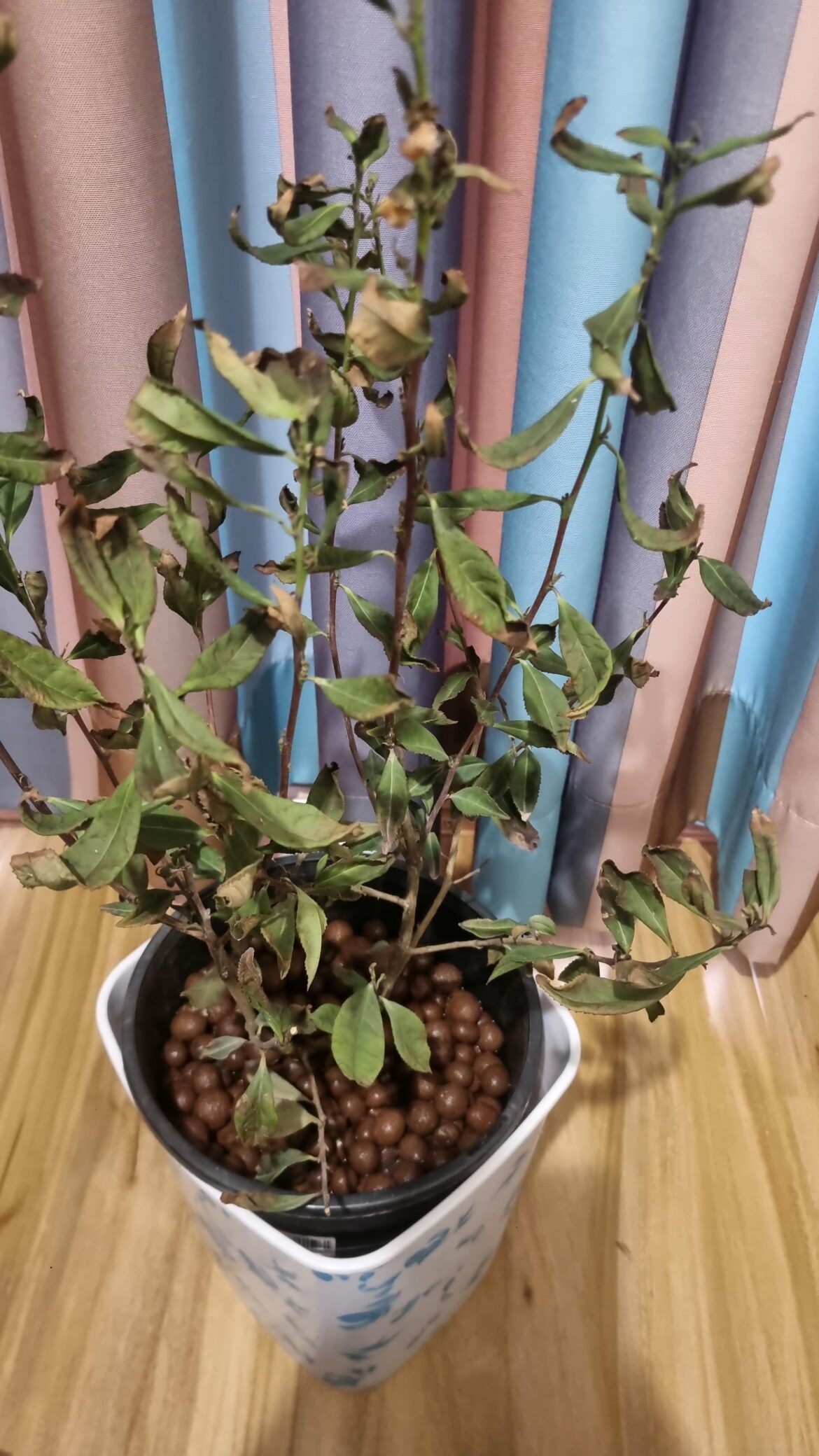 Tea plant drying out?