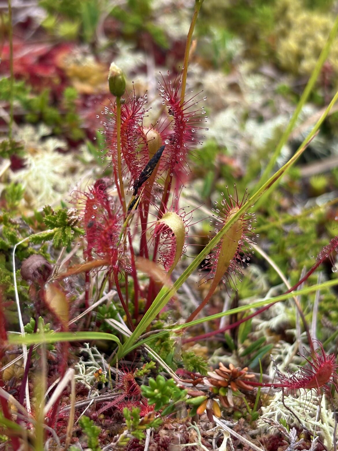 Sundew in Norway