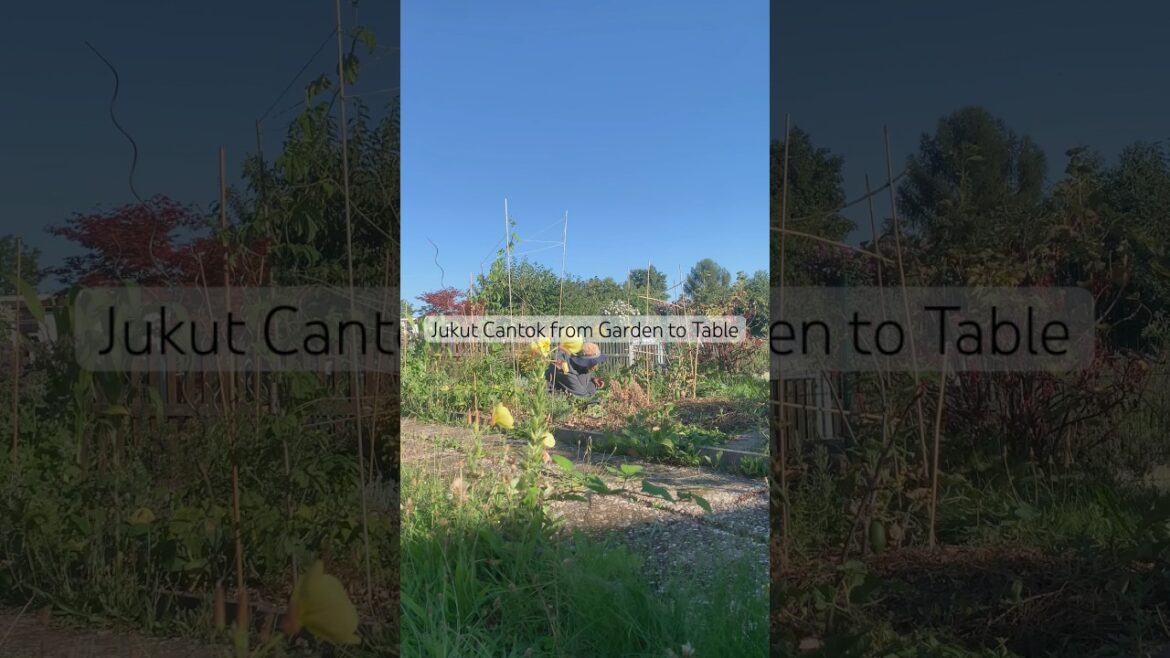 Harvesting in Garden and Making Balinese Food (Jukut Cantok)