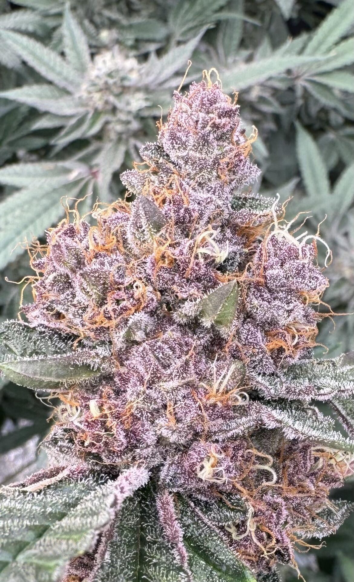 Purpz