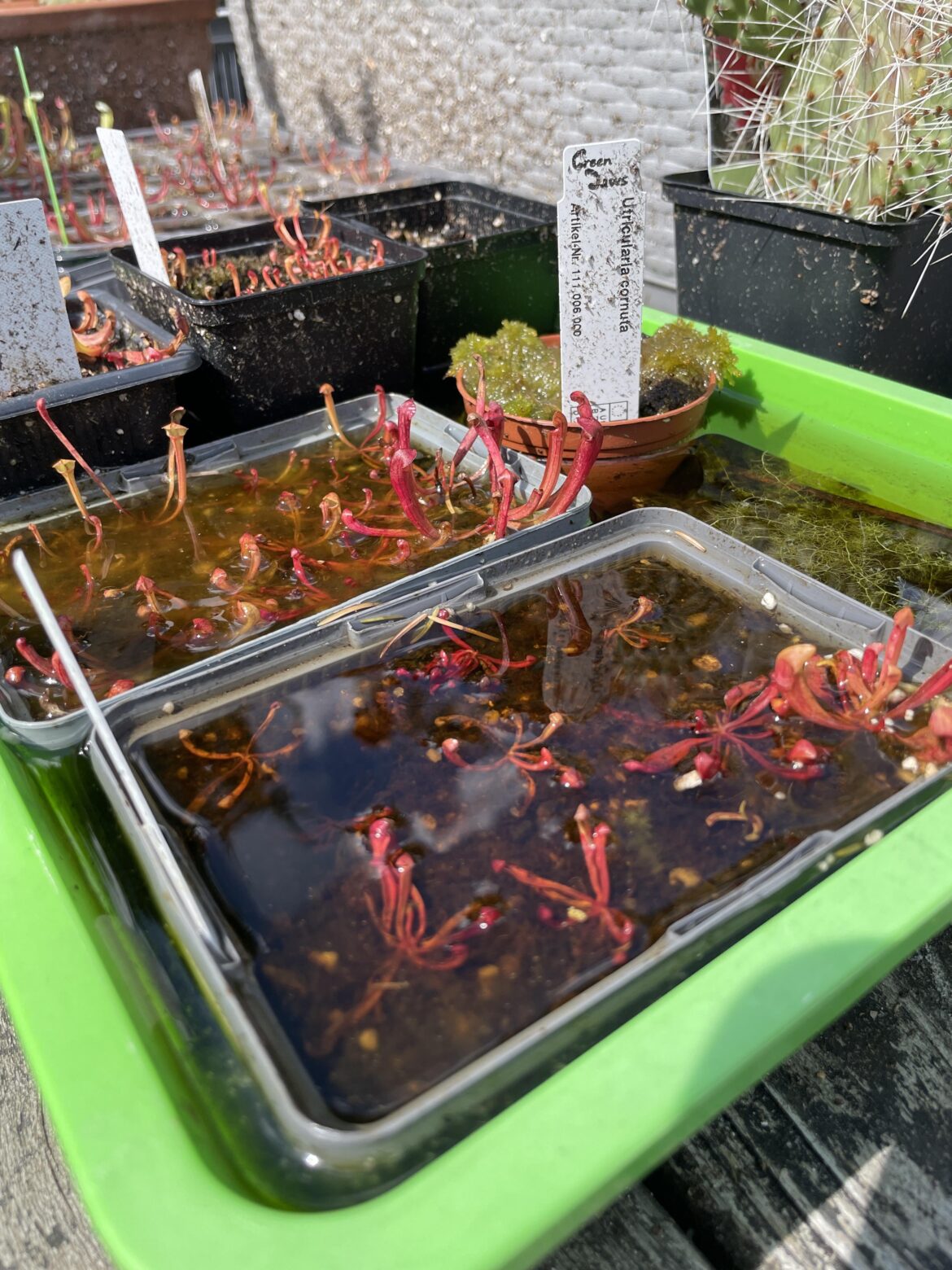 Young Sarracenia with U. vulgaris