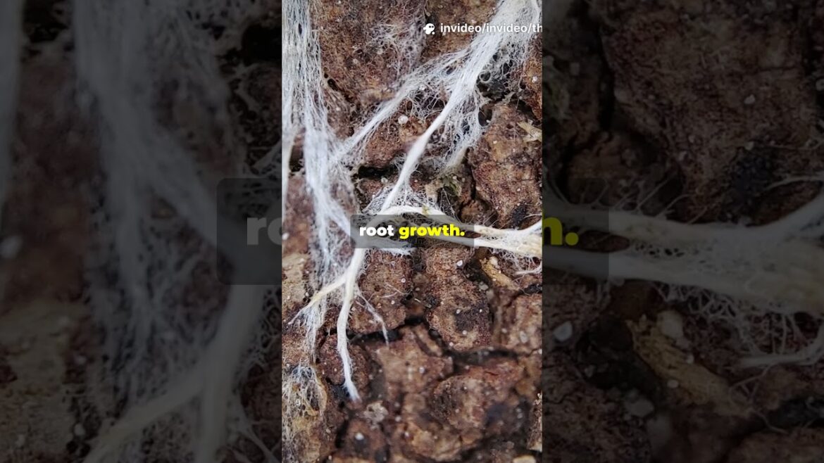 Perpetually Fertile Soil: My Secret to Thriving Container Gardens#ContainerGardening #SoilHealth Perpetually Fertile Soil: My Secret to Thriving Container Gardens#ContainerGardening #SoilHealth