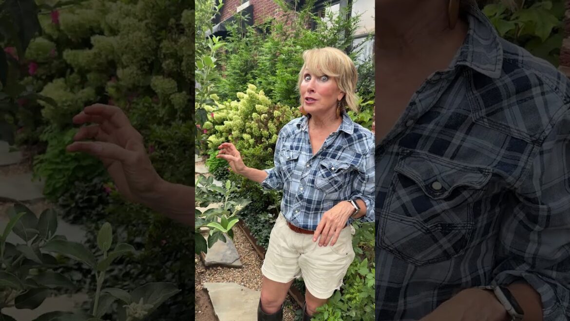 Garden Suprises Snowball viburnum #gardening #gardendelight #gardendesign Garden Suprises Snowball viburnum #gardening #gardendelight #gardendesign