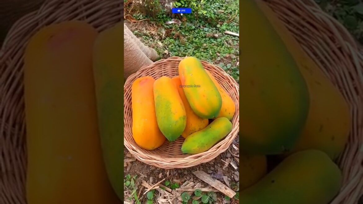 Fast papaya growing method 🍈🌱 | Home Gardening Tips” #papaya