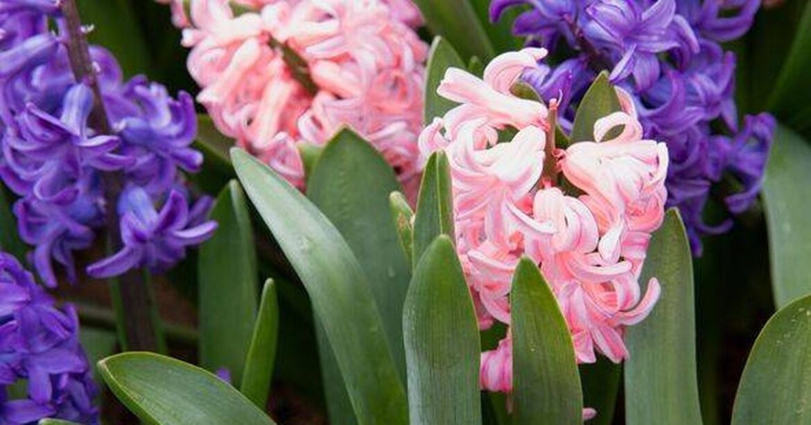 Brits told to plant these 2 flowers in the garden this September Ipso logo