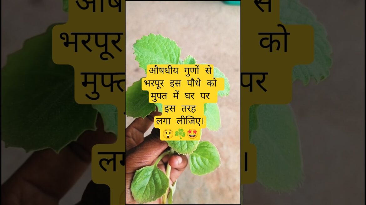 अजवाइन का पौधा कैसे उगाए?#benefits of #celery!#ajwainplant ke#faydekibaat #trends#garden #अजवाइन#new अजवाइन का पौधा कैसे उगाए?#benefits of #celery!#ajwainplant ke#faydekibaat #trends#garden #अजवाइन#new