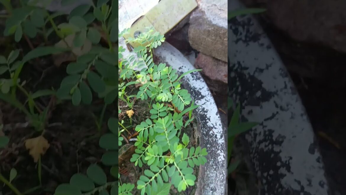 Bhumi amla || #plants #garden #tips #viral #gardening #shorts #shortvideo#food #love #nature . Bhumi amla || #plants #garden #tips #viral #gardening #shorts #shortvideo#food #love #nature .
