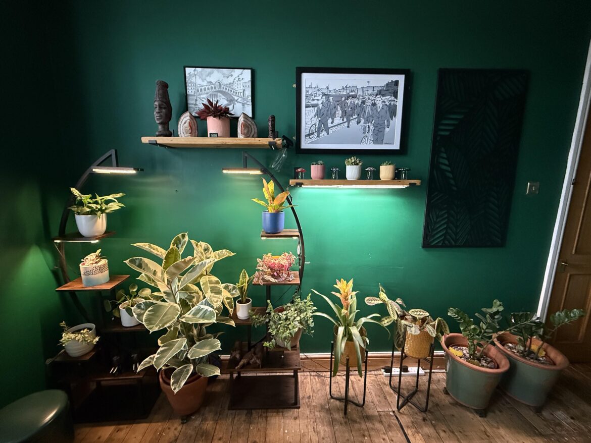 I love my plant set up. What do you all think?