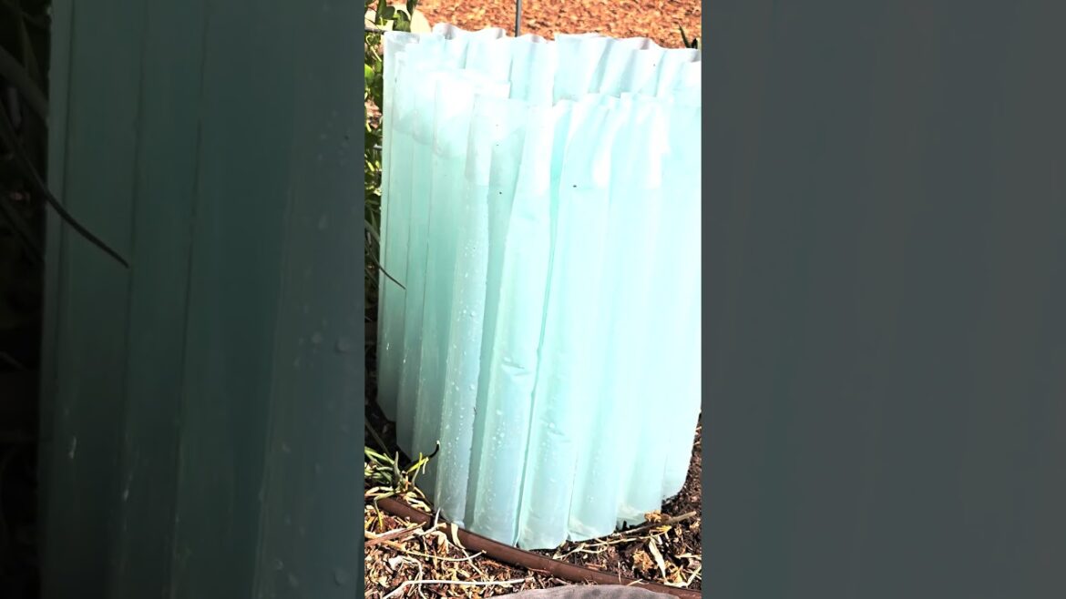 Garden Jobs for the Weekend: March 9th Garden Jobs for the Weekend: March 9th