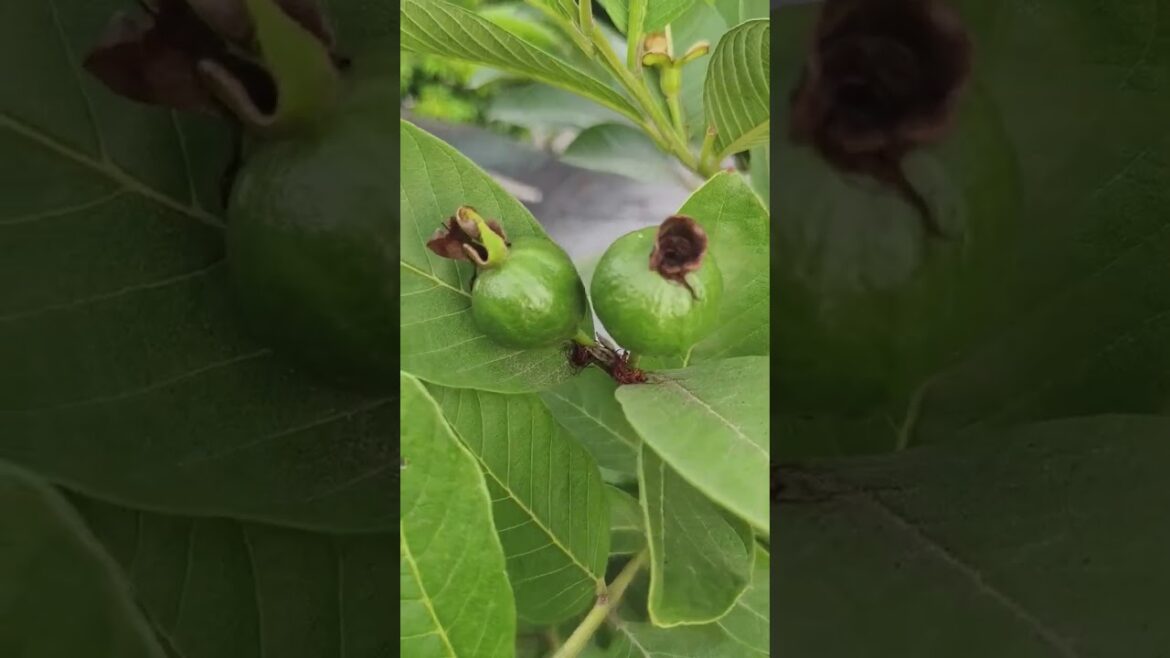 From little Bud to Bite: Guava Growing on My Terrace! 🍈✨ #Shorts#viral #garden #terracegarden